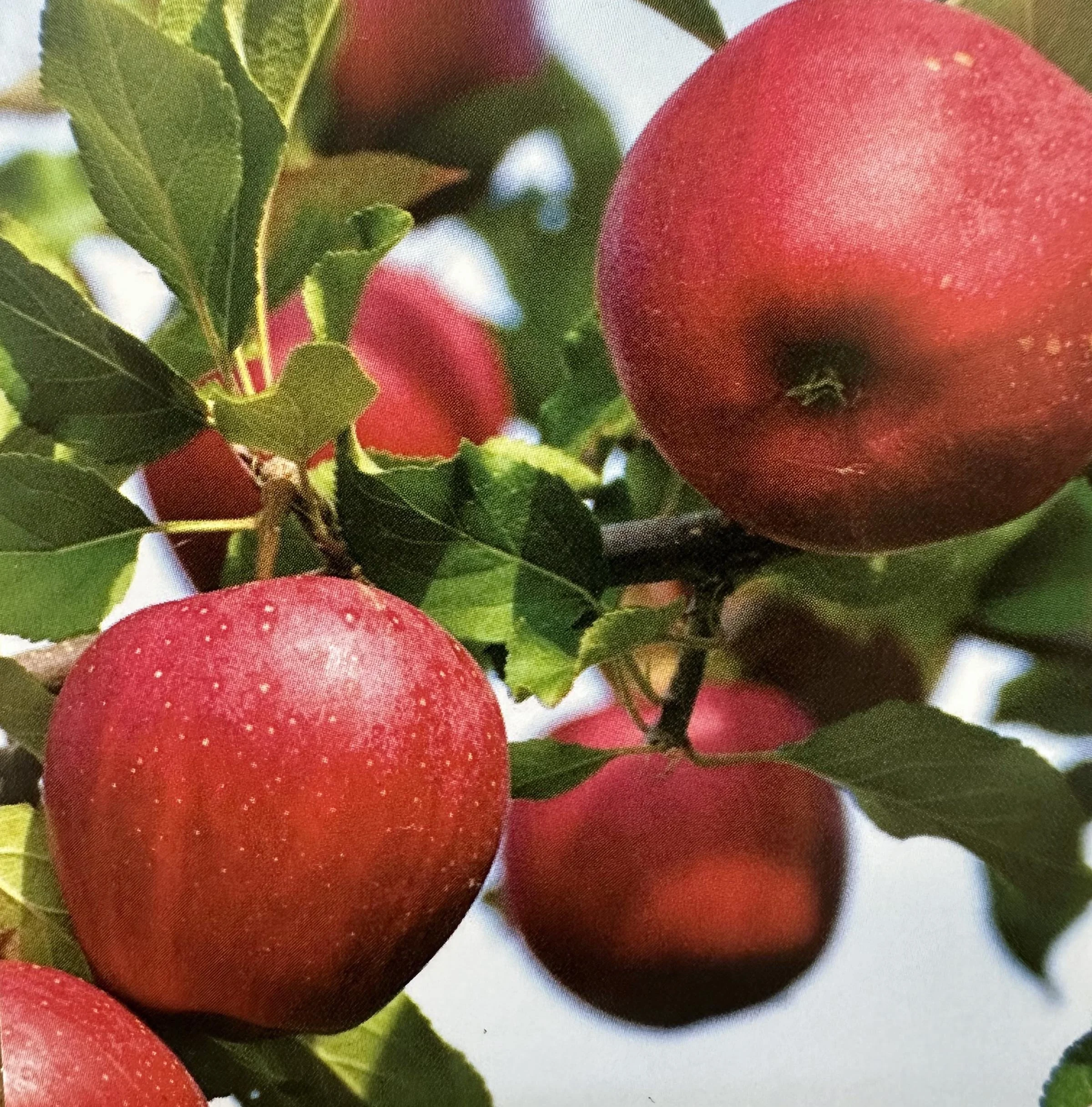 Apple Trees — Sunnyside Nursery